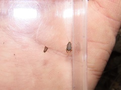 Myrmecophilus pergandei