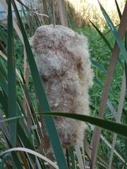 Typha orientalis