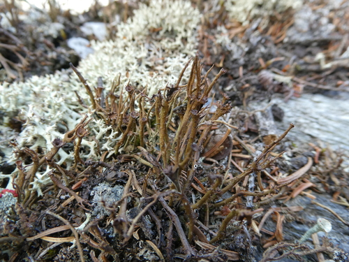 Hedgehog Brook Trail