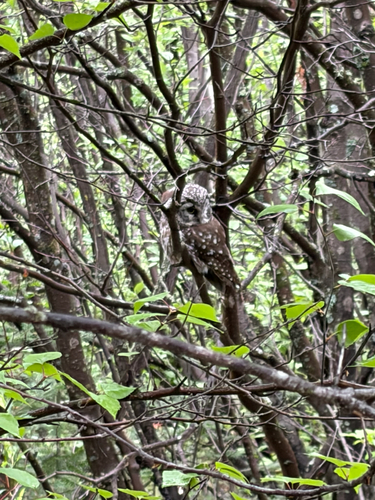 Richardson's Owl