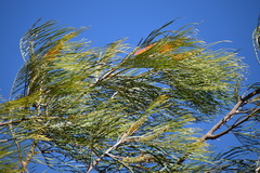 Grevillea pteridifolia, photograph (c) JR Ferrer-Paris, some rights reserved (CC BY)