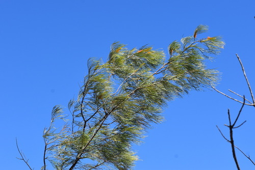 Grevillea pteridifolia, photograph 4