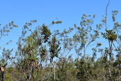 Grevillea pteridifolia, photograph (c) JR Ferrer-Paris, some rights reserved (CC BY)