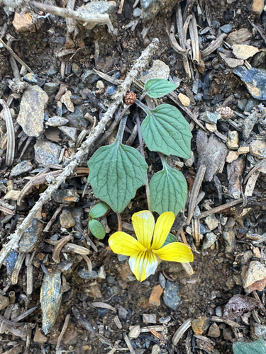Viola purpurea, photograph 2