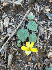 Viola purpurea, photograph (c) Peter Abrahamsen, some rights reserved (CC BY)