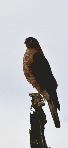 Collared Sparrowhawk