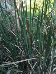Typha orientalis