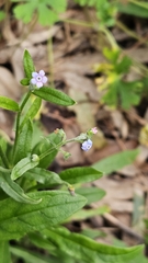 (c) Rosalie Lawrence, some rights reserved (CC BY) Cynoglossum australe, photograph (c) Rosalie Lawrence, some rights reserved (CC BY)