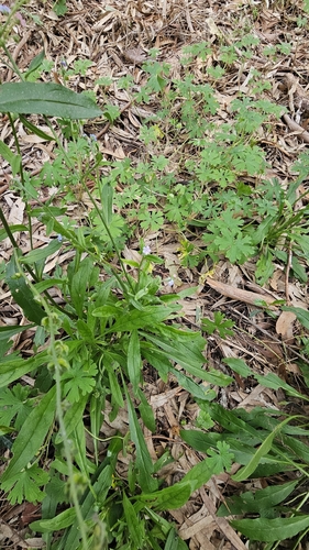 Cynoglossum australe, photograph 5