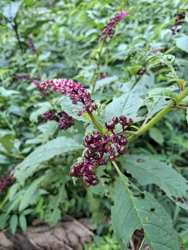 Brazilian Pokeweed