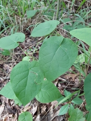 Matelea hirtelliflora