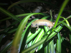 Hynobius quelpaertensis