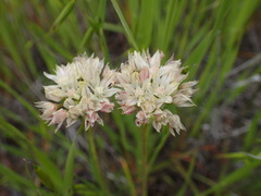 Allium haematochiton