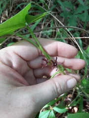 Matelea hirtelliflora
