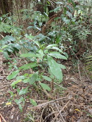 Hedycarya arborea