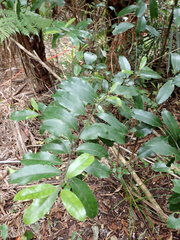 Hedycarya arborea
