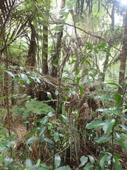 Hedycarya arborea