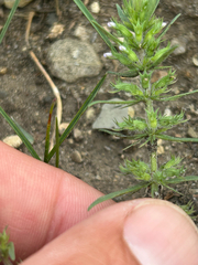 Hedeoma hispida, photograph author not stated, no rights reserved