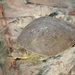 Texas Spiny Softshell - Photo (c) texasturtles, some rights reserved (CC BY-NC), uploaded by texasturtles