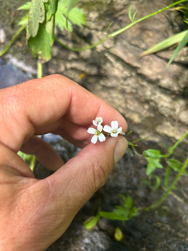 Cardamine bulbosa, photograph 3