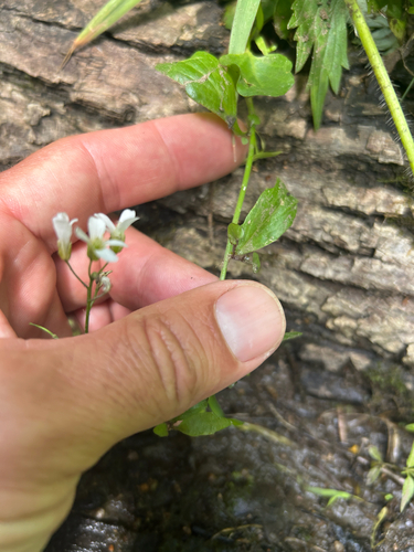Cardamine bulbosa, photograph 4