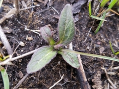 Helianthus occidentalis