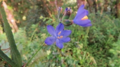 Orthrosanthus monadelphus