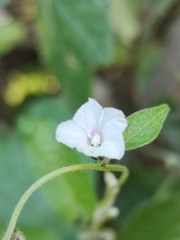 Ipomoea plebeia
