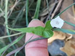 Ipomoea plebeia