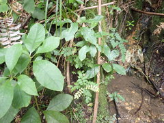 Pterophylla sylvicola