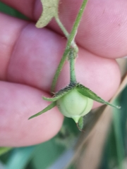 Ipomoea plebeia