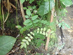 Pterophylla sylvicola