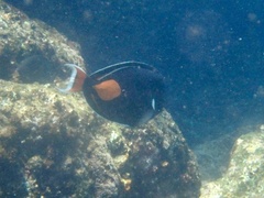 Acanthurus achilles