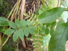 Pterophylla sylvicola