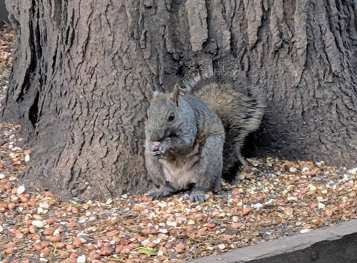 Eastern Gray Squirrel