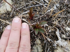 Primula meadia