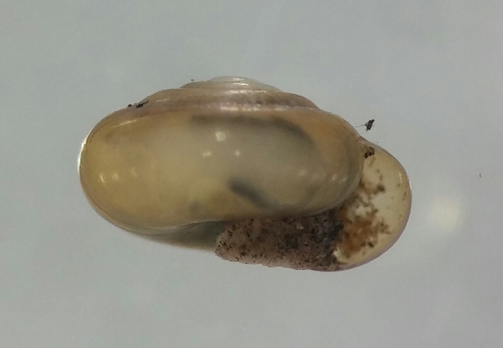 Pristiloma chersinella