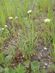 Allium haematochiton