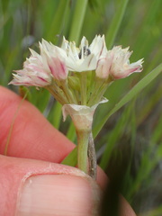 Allium haematochiton