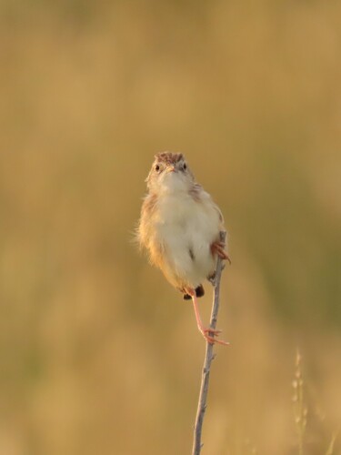 Desert Cisticola (Cisticola aridulus), photo 4