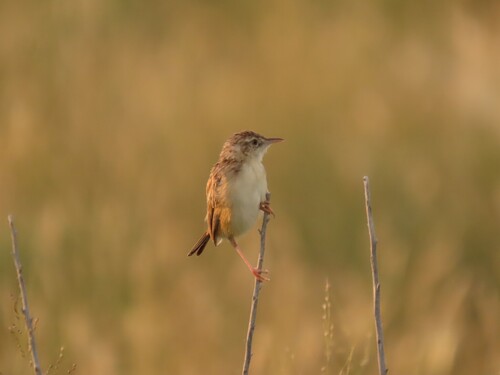 Desert Cisticola (Cisticola aridulus), photo 10