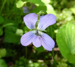 Viola cucullata, photograph author not stated, no rights reserved