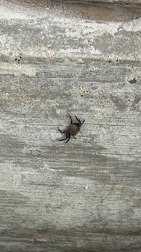 Squareback Marsh Crab