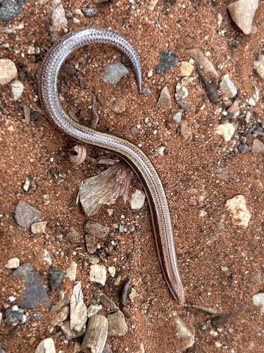 Lerista labialis observed 2026-06-14