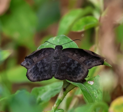 Southern Sicklewing