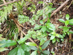 Pterophylla sylvicola