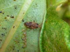 Chinamiris aurantiacus