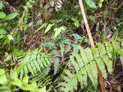Adiantum cunninghamii