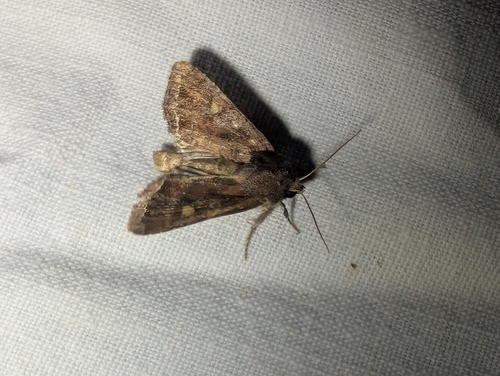 Bright-line Brown-eye
