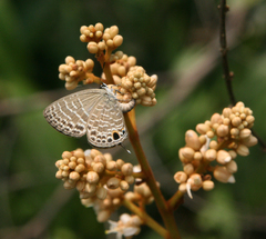 Nacaduba subperusia lysa